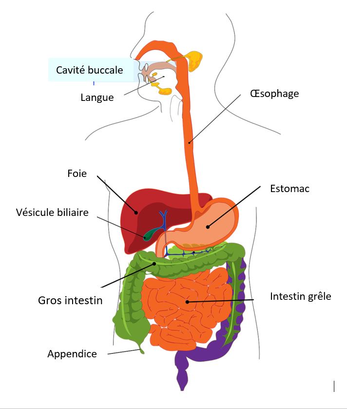 Schéma système digestif