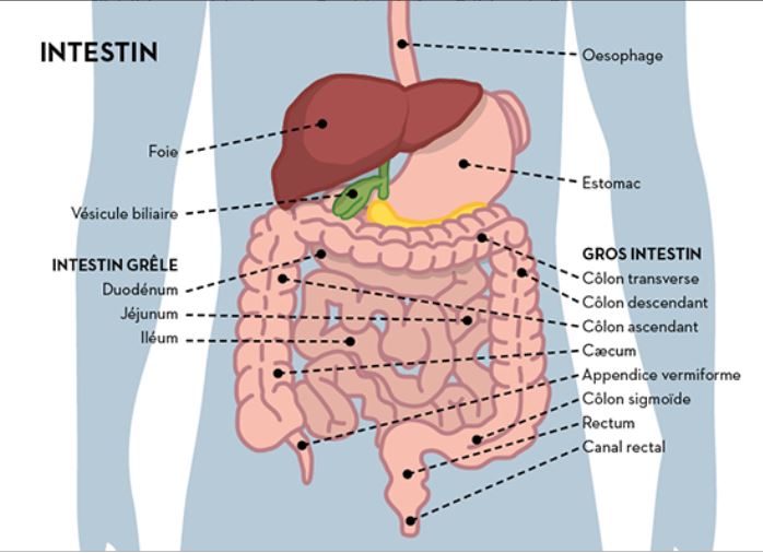 Le syndrome de l'intestin irritable - SII